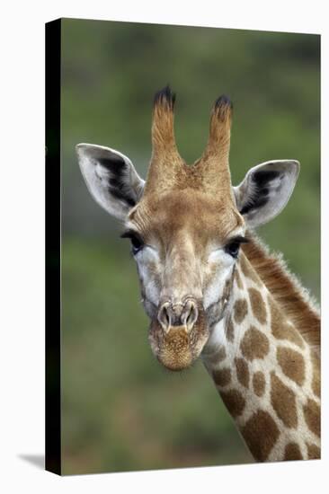 African Giraffes 002-Bob Langrish-Stretched Canvas