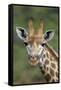 African Giraffes 002-Bob Langrish-Framed Stretched Canvas