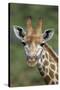 African Giraffes 002-Bob Langrish-Stretched Canvas