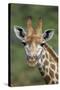 African Giraffes 002-Bob Langrish-Stretched Canvas