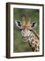 African Giraffes 002-Bob Langrish-Framed Photographic Print