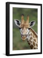 African Giraffes 002-Bob Langrish-Framed Photographic Print