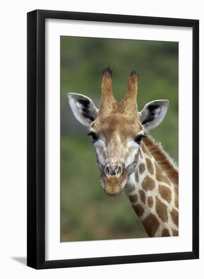 African Giraffes 002-Bob Langrish-Framed Photographic Print