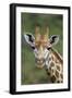 African Giraffes 002-Bob Langrish-Framed Photographic Print