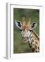 African Giraffes 002-Bob Langrish-Framed Photographic Print