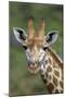 African Giraffes 002-Bob Langrish-Mounted Photographic Print