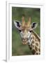 African Giraffes 002-Bob Langrish-Framed Photographic Print