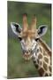 African Giraffes 002-Bob Langrish-Mounted Photographic Print