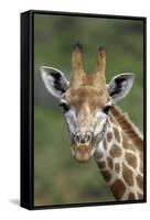 African Giraffes 002-Bob Langrish-Framed Stretched Canvas