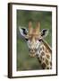 African Giraffes 002-Bob Langrish-Framed Photographic Print