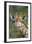 African Giraffes 002-Bob Langrish-Framed Photographic Print