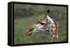 African Giraffes 003-Bob Langrish-Framed Stretched Canvas