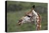 African Giraffes 003-Bob Langrish-Stretched Canvas