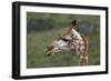 African Giraffes 003-Bob Langrish-Framed Photographic Print