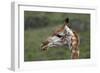 African Giraffes 003-Bob Langrish-Framed Photographic Print