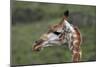 African Giraffes 003-Bob Langrish-Mounted Photographic Print