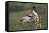 African Giraffes 003-Bob Langrish-Framed Stretched Canvas