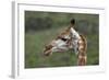 African Giraffes 003-Bob Langrish-Framed Photographic Print