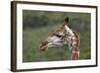 African Giraffes 003-Bob Langrish-Framed Photographic Print