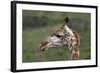 African Giraffes 003-Bob Langrish-Framed Photographic Print