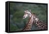African Giraffes 014-Bob Langrish-Framed Stretched Canvas