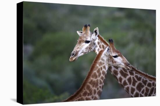 African Giraffes 014-Bob Langrish-Stretched Canvas