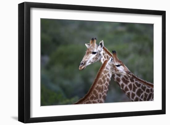 African Giraffes 014-Bob Langrish-Framed Photographic Print