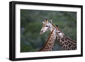 African Giraffes 014-Bob Langrish-Framed Photographic Print