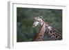 African Giraffes 014-Bob Langrish-Framed Photographic Print