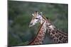 African Giraffes 014-Bob Langrish-Mounted Photographic Print