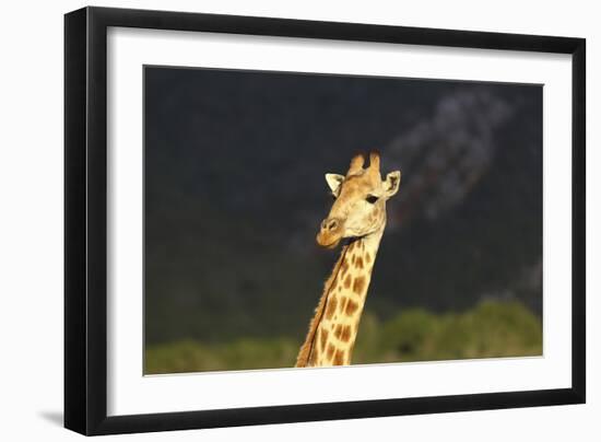 African Giraffes 016-Bob Langrish-Framed Photographic Print