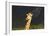 African Giraffes 016-Bob Langrish-Framed Photographic Print