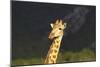 African Giraffes 016-Bob Langrish-Mounted Photographic Print