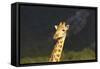 African Giraffes 016-Bob Langrish-Framed Stretched Canvas