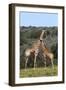 African Giraffes 022-Bob Langrish-Framed Photographic Print