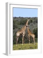 African Giraffes 022-Bob Langrish-Framed Photographic Print
