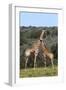 African Giraffes 022-Bob Langrish-Framed Photographic Print