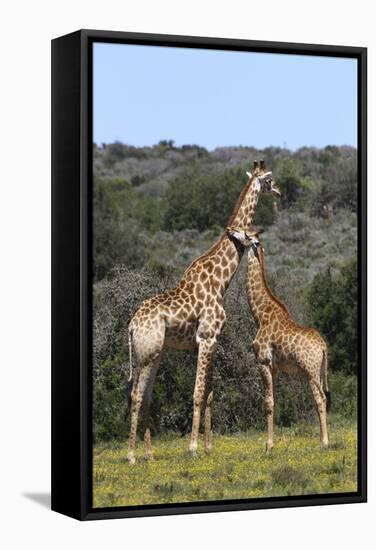 African Giraffes 022-Bob Langrish-Framed Stretched Canvas
