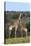 African Giraffes 022-Bob Langrish-Stretched Canvas