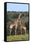 African Giraffes 022-Bob Langrish-Framed Stretched Canvas