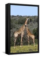 African Giraffes 022-Bob Langrish-Framed Stretched Canvas