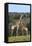 African Giraffes 022-Bob Langrish-Framed Stretched Canvas