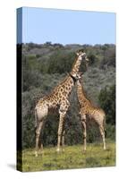 African Giraffes 022-Bob Langrish-Stretched Canvas