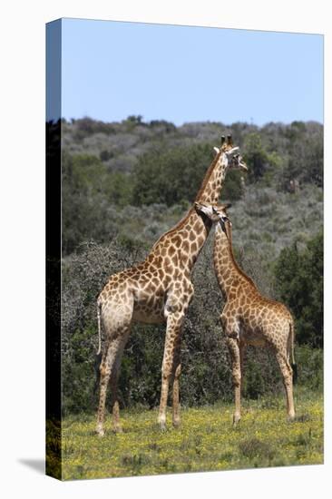 African Giraffes 022-Bob Langrish-Stretched Canvas