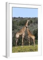 African Giraffes 022-Bob Langrish-Framed Photographic Print