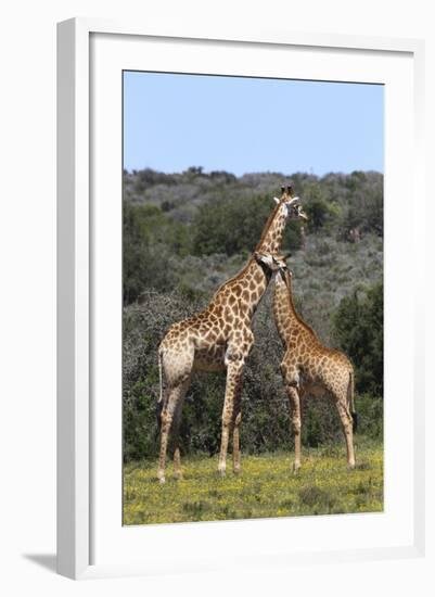 African Giraffes 022-Bob Langrish-Framed Photographic Print