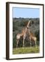 African Giraffes 022-Bob Langrish-Framed Photographic Print