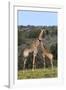 African Giraffes 022-Bob Langrish-Framed Photographic Print
