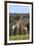 African Giraffes 022-Bob Langrish-Framed Photographic Print