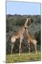 African Giraffes 022-Bob Langrish-Mounted Photographic Print